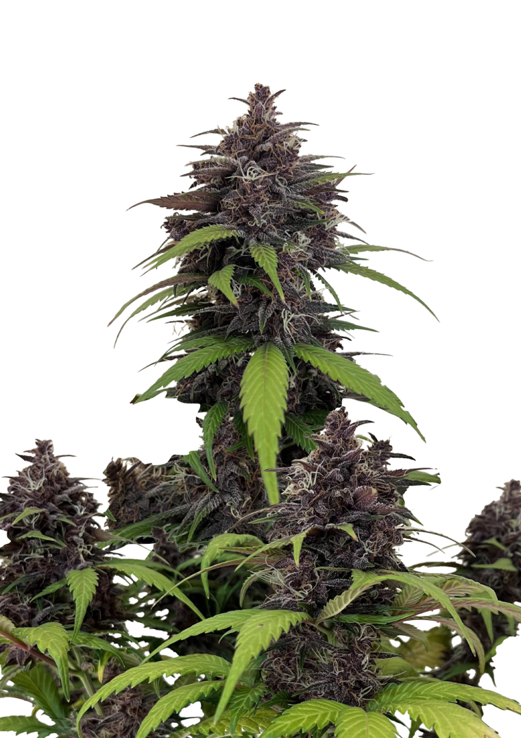 Purple Haze Auto Feminized Seeds