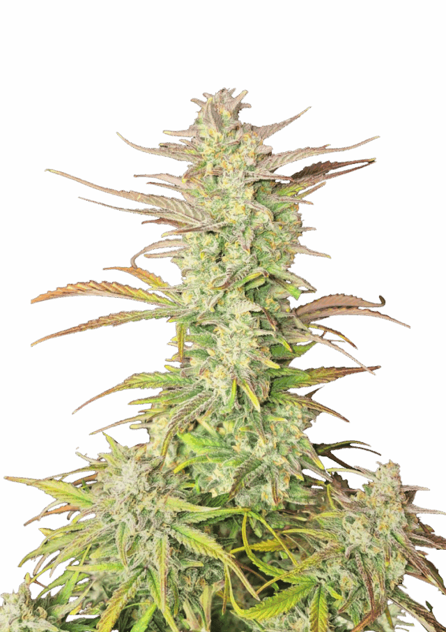 Z-Up Auto Feminized Seeds