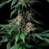 Mendo Breath Feminized Seeds