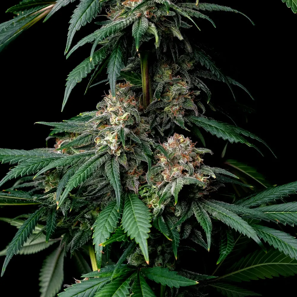 Mendo Breath Feminized Seeds