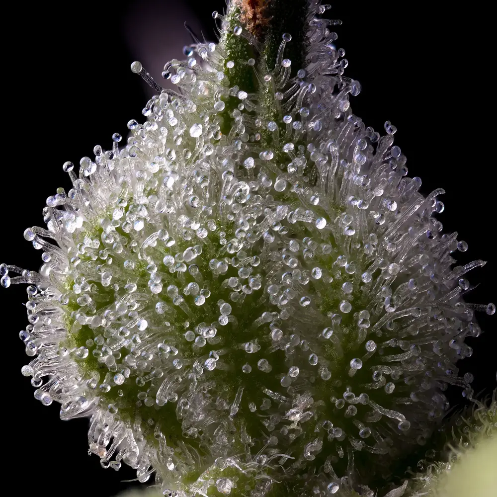 Mendo Breath Feminized Seeds