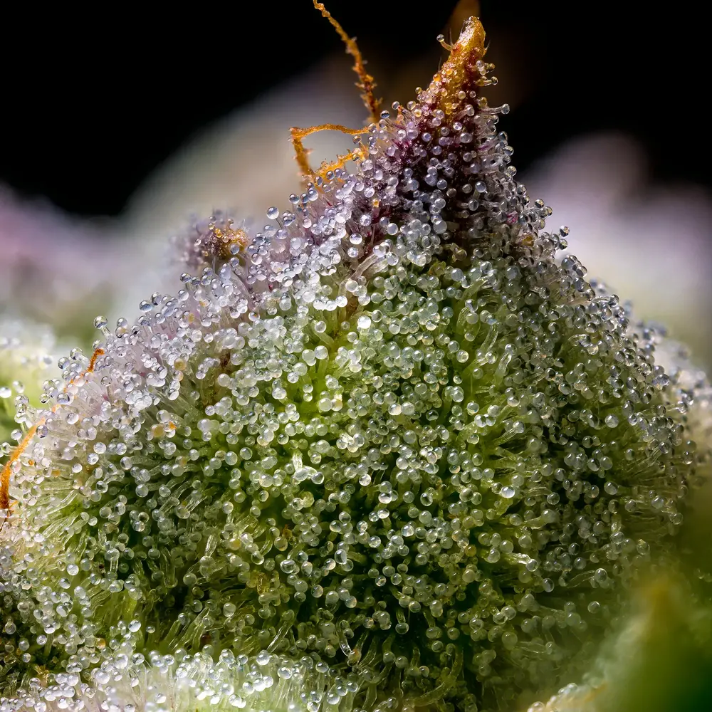 Mendo Breath Feminized Seeds