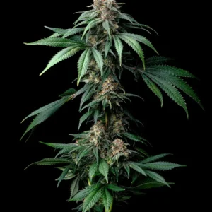 Mendo Breath Feminized Seeds