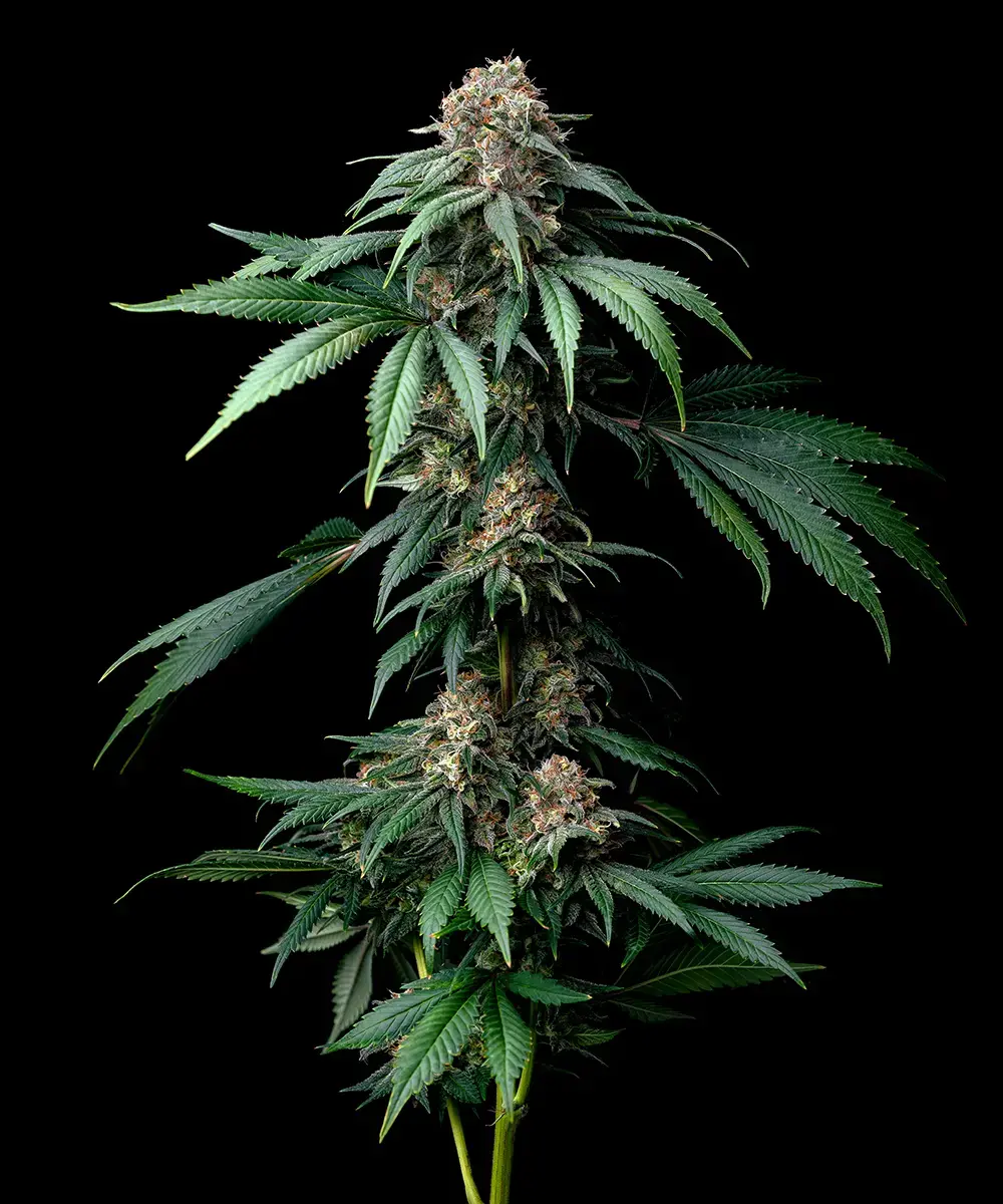 Mendo Breath Feminized Seeds