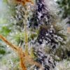 Mental Rainbow F1 Fast Version Feminized Seeds