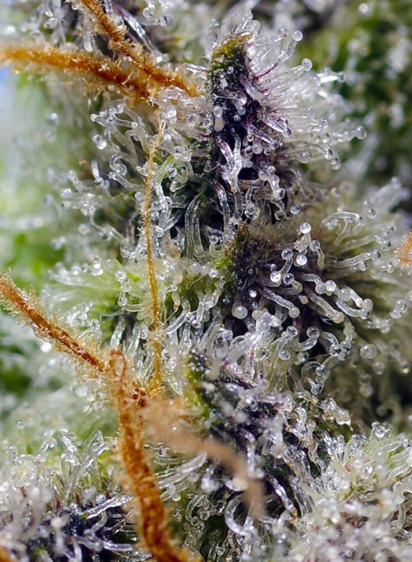 Mental Rainbow F1 Fast Version Feminized Seeds