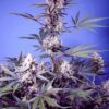 Mental Rainbow F1 Fast Version Feminized Seeds