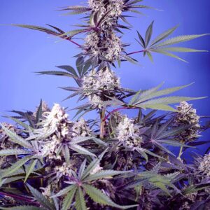 Mental Rainbow F1 Fast Version Feminized Seeds
