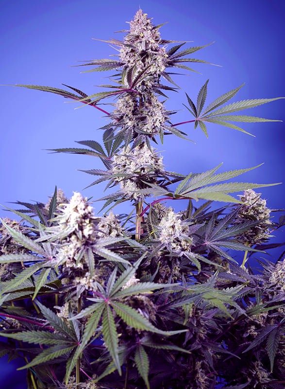 Mental Rainbow F1 Fast Version Feminized Seeds