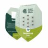 Mexican Rush Auto Feminized Seeds
