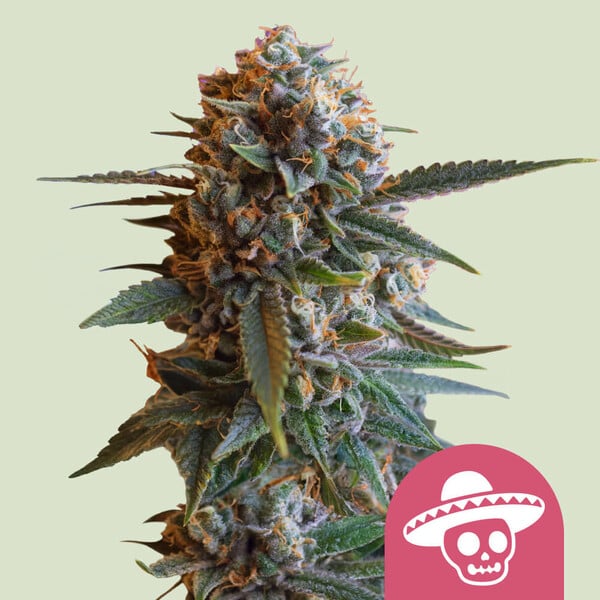 Mexican Rush Feminized Seeds