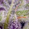 Monster Maker Feminized Seeds