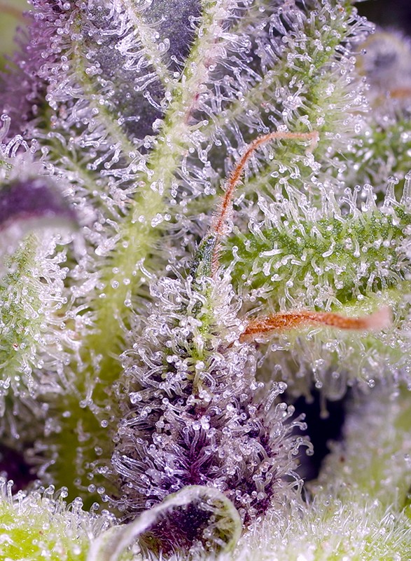Monster Maker Feminized Seeds