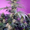 Monster Maker Feminized Seeds