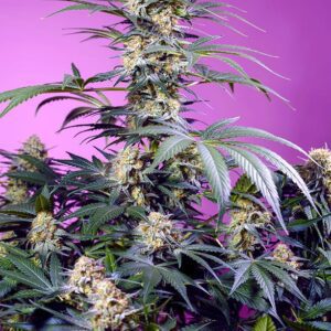 Monster Maker Feminized Seeds