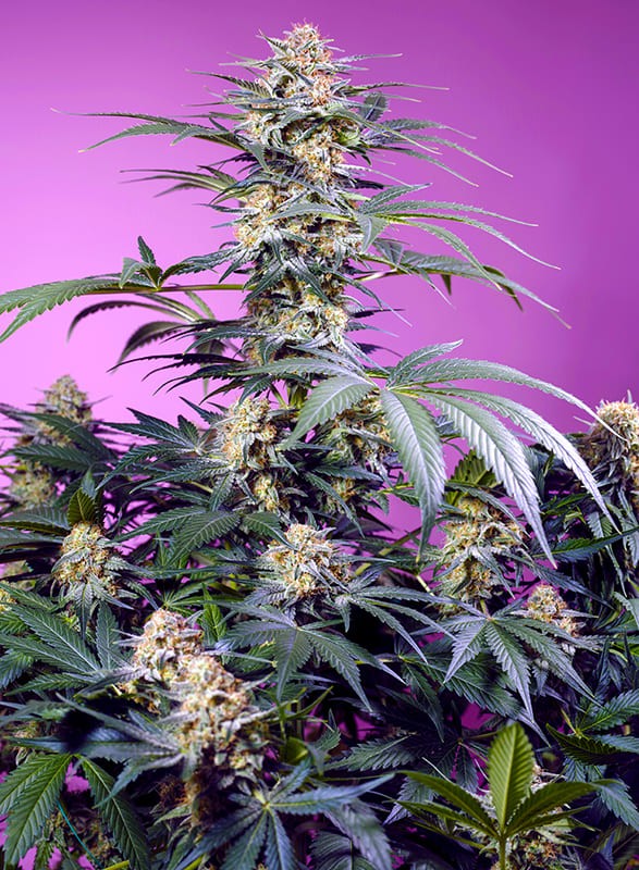 Monster Maker Feminized Seeds