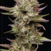 Moon Fog Feminized Seeds