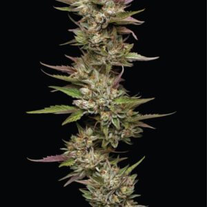 Moon Fog Feminized Seeds
