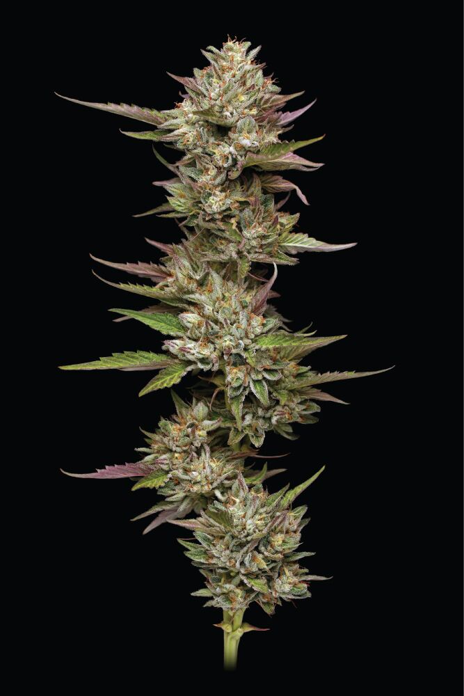 Moon Fog Feminized Seeds