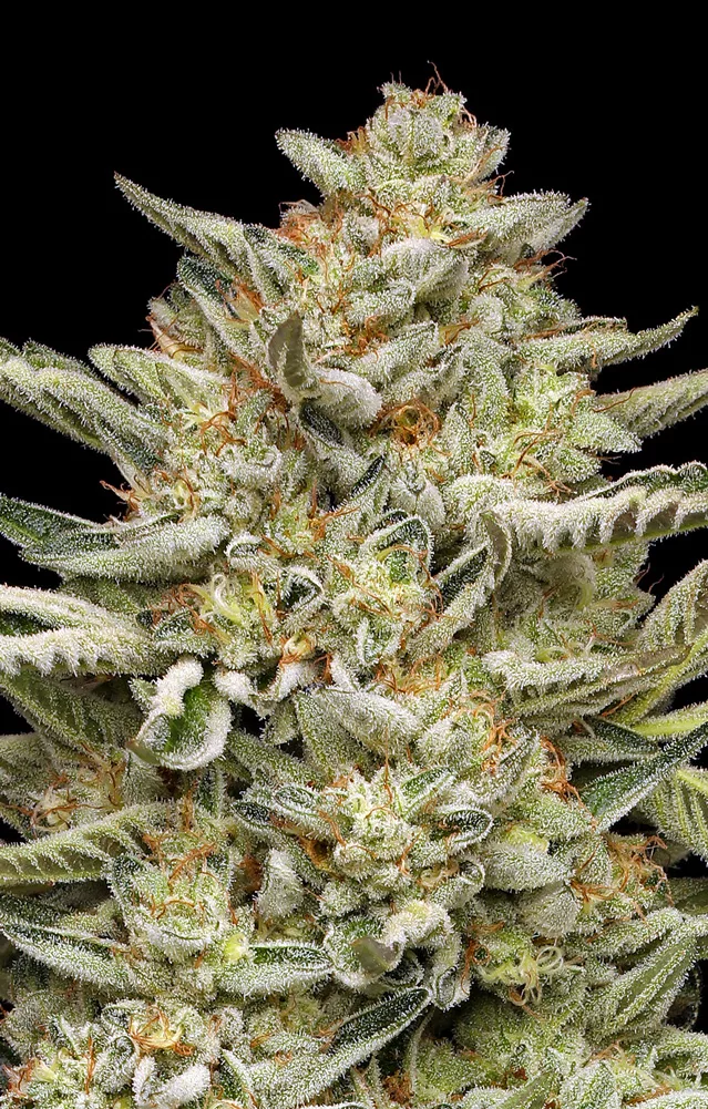 OG Triploid Auto Feminized Seeds