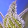 Permanent Jealousy XL Auto Feminized Seeds