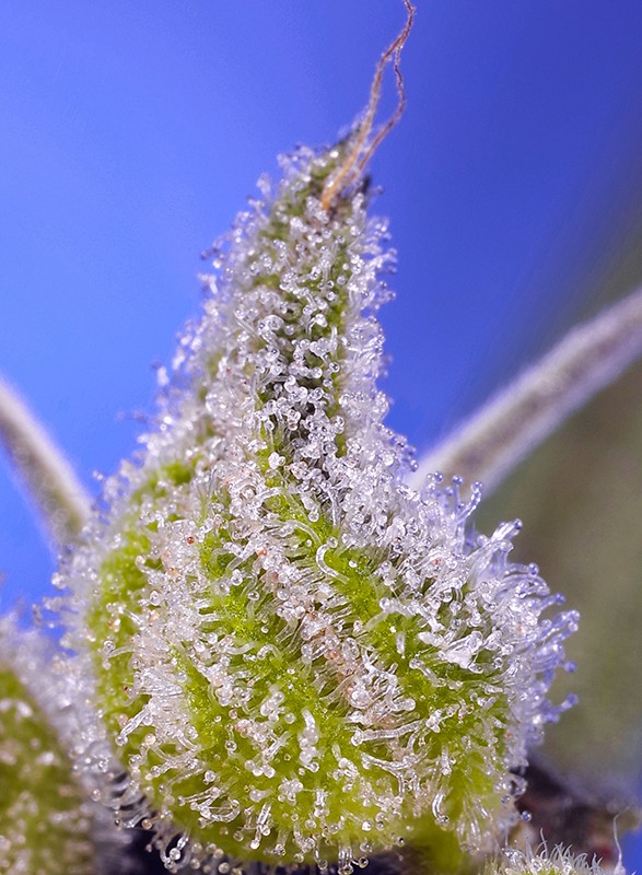 Permanent Jealousy XL Auto Feminized Seeds