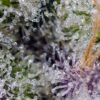 Pineapple Slush XL Auto Feminized Seeds