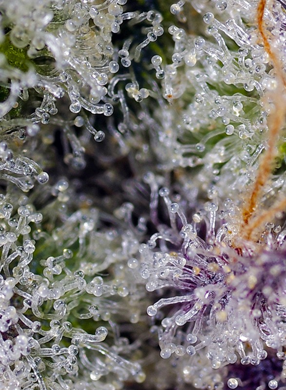 Pineapple Slush XL Auto Feminized Seeds