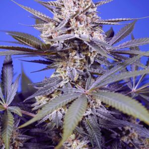 Pineapple Slush XL Auto Feminized Seeds