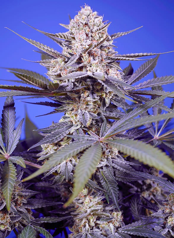 Pineapple Slush XL Auto Feminized Seeds