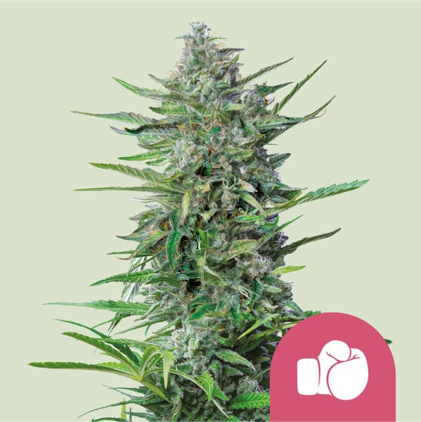 Purple Punch Feminized Seeds