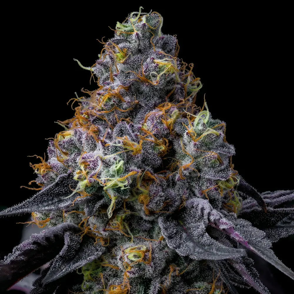 Rainbow Sherbet Feminized Seeds