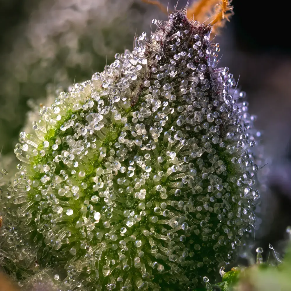 Rainbow Sherbet Feminized Seeds
