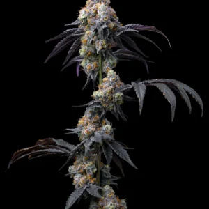 Rainbow Sherbet Feminized Seeds