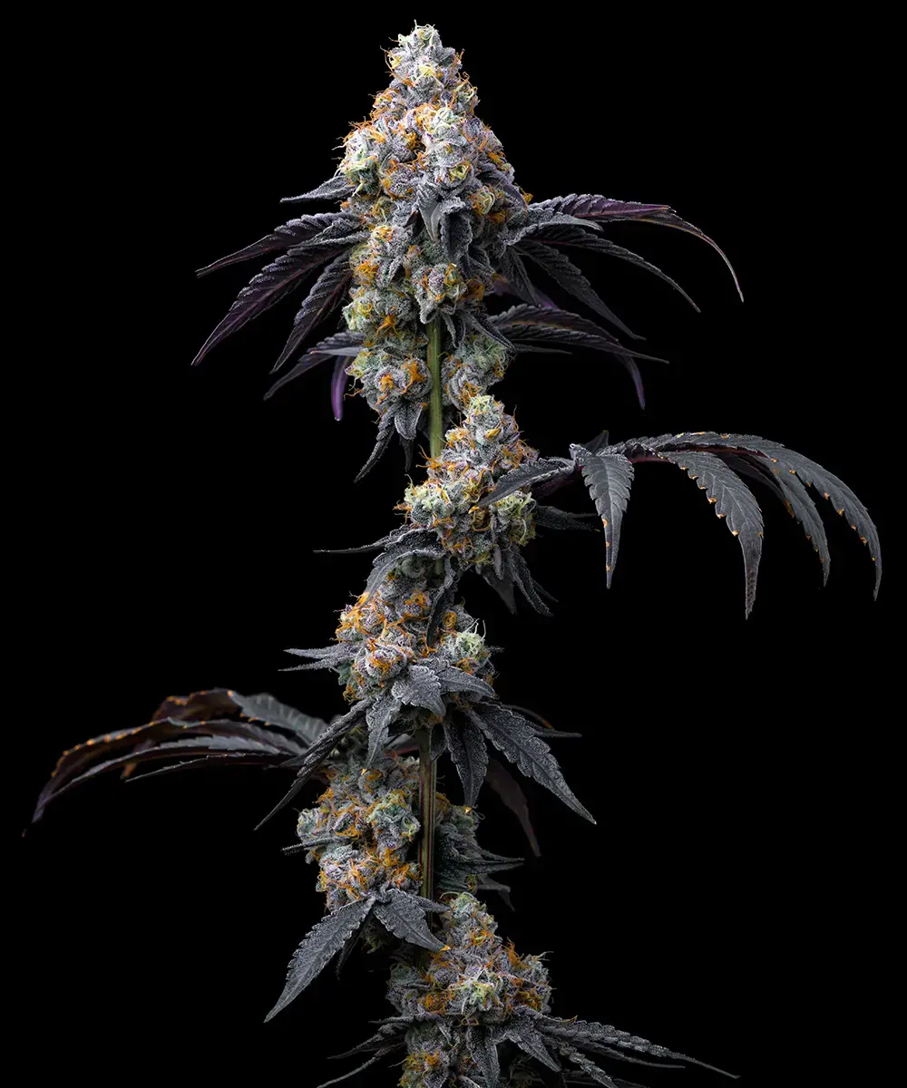 Rainbow Sherbet Feminized Seeds