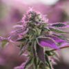 RS11 x Banana OG Feminized Seeds
