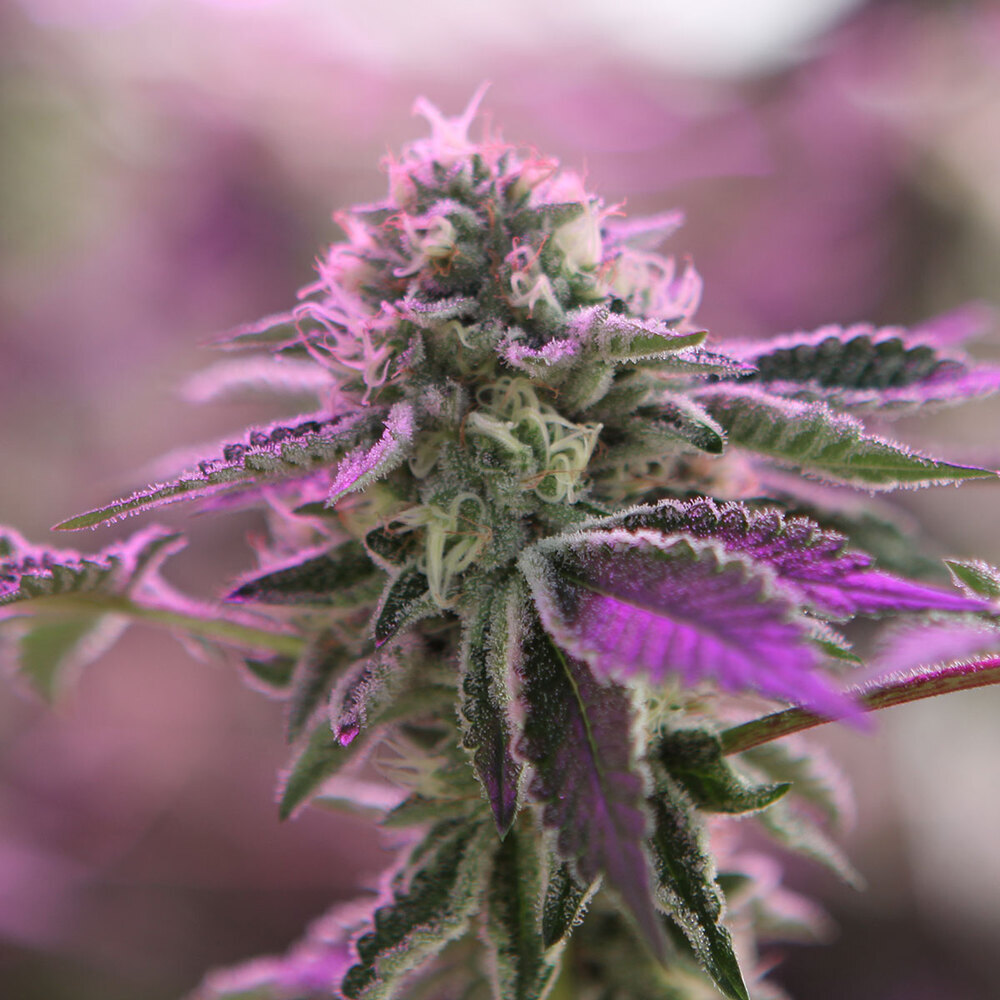 RS11 x Banana OG Feminized Seeds