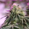 RS11 x Banana OG Feminized Seeds