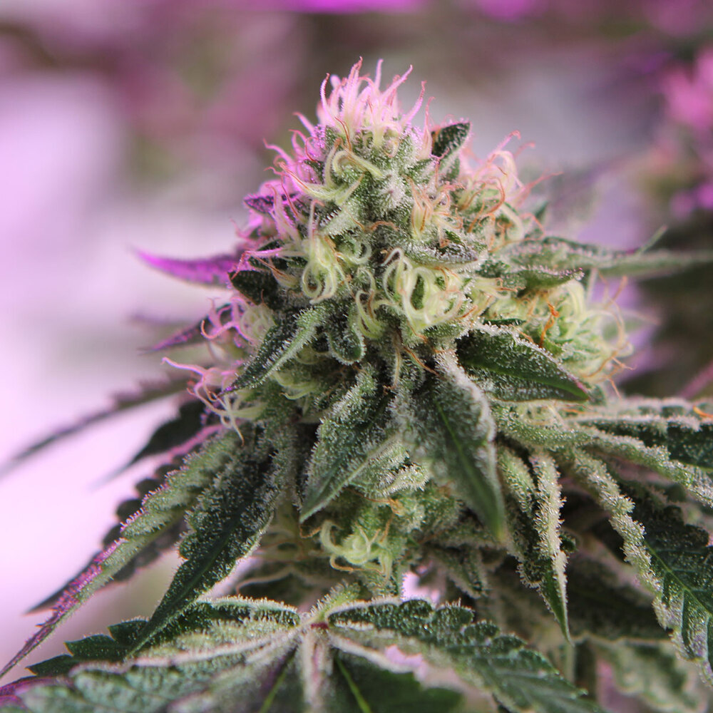 RS11 x Banana OG Feminized Seeds