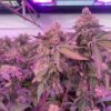 RS11 x Banana OG Feminized Seeds