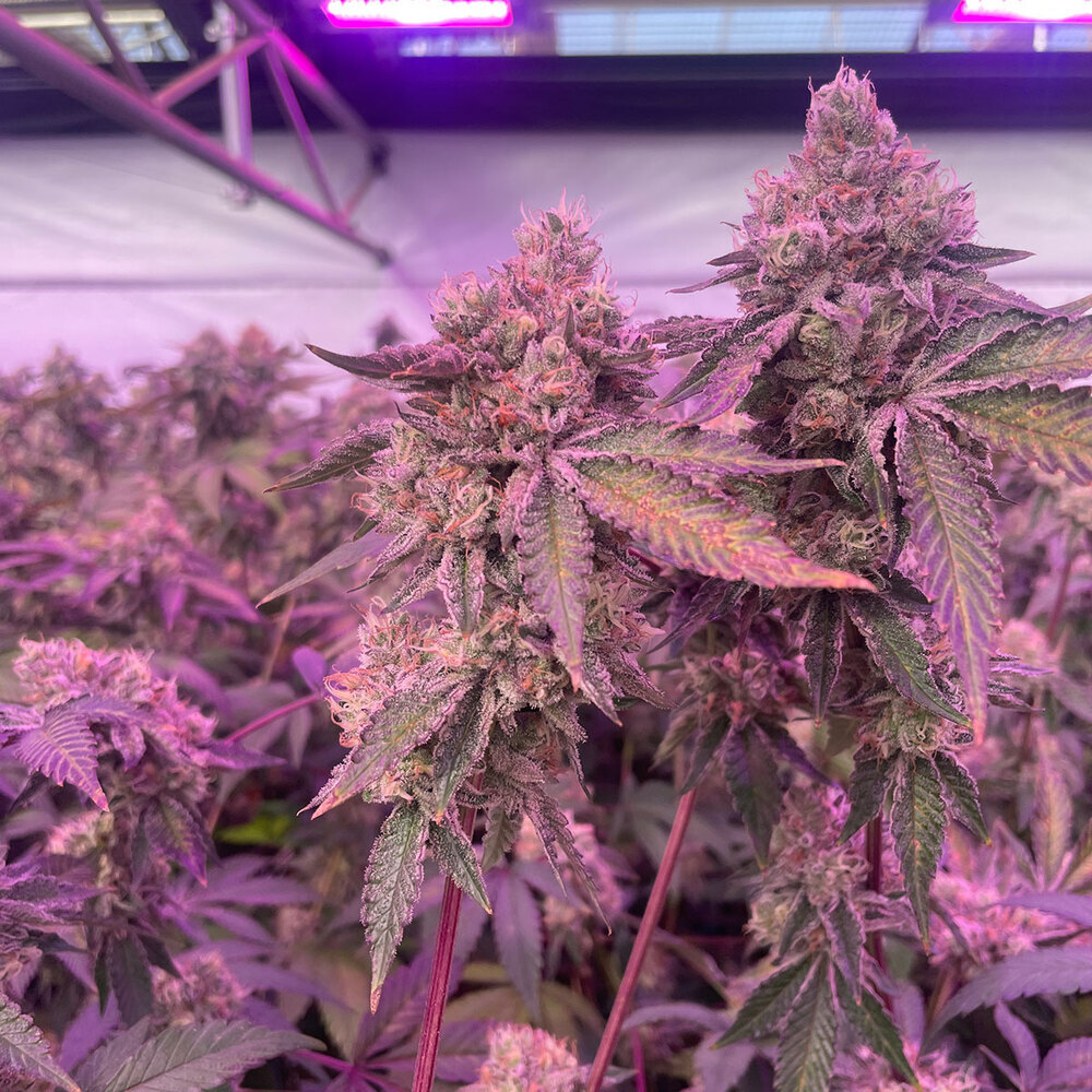 RS11 x Banana OG Feminized Seeds