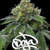 RS11 x Banana OG Feminized Seeds