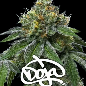 RS11 x Banana OG Feminized Seeds