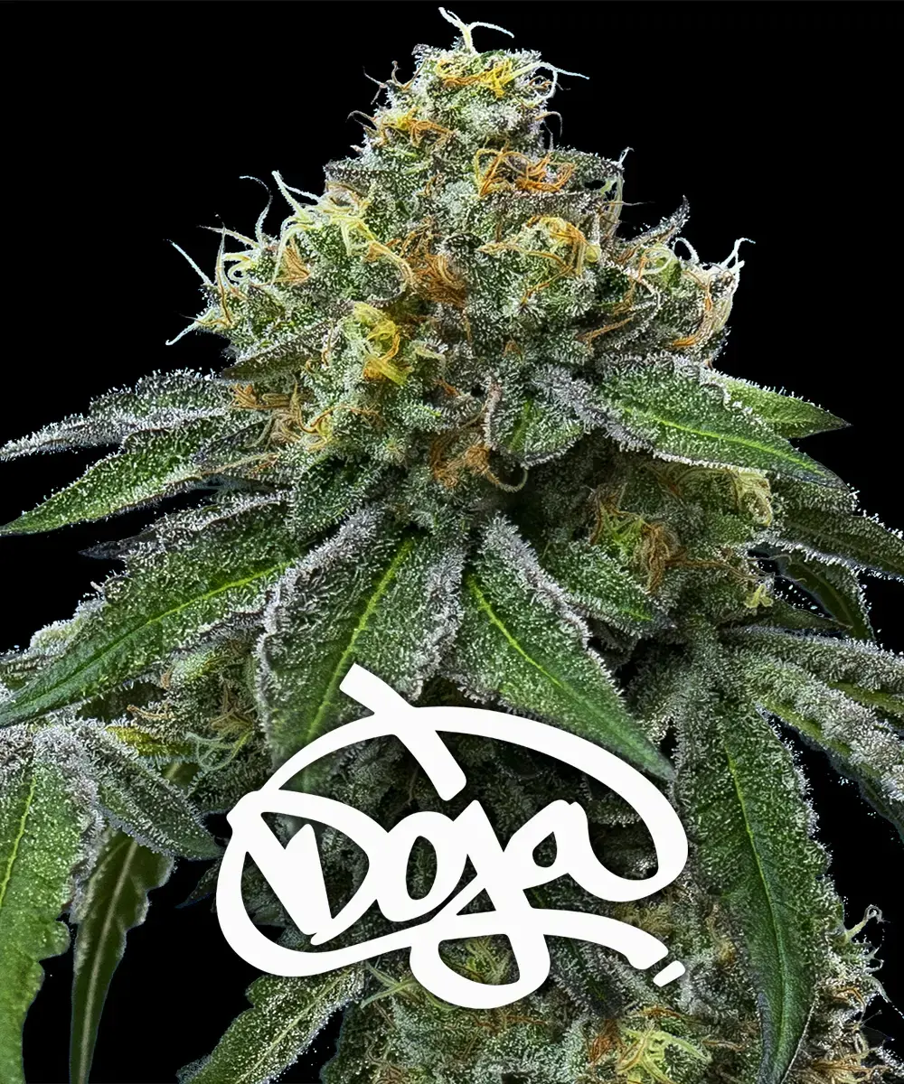 RS11 x Banana OG Feminized Seeds