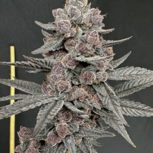 Buy Sinferno Feminized Seeds by Solfire Gardens in America