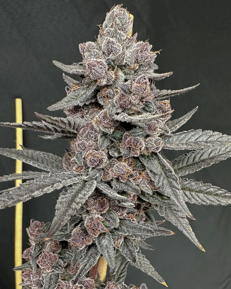 Buy Sinferno Feminized Seeds by Solfire Gardens in America