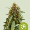 Sticky Queen Auto Feminized Seeds