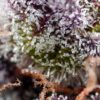 Studio 54 Stardust Auto Feminized Seeds