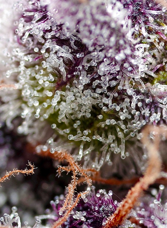 Studio 54 Stardust Auto Feminized Seeds