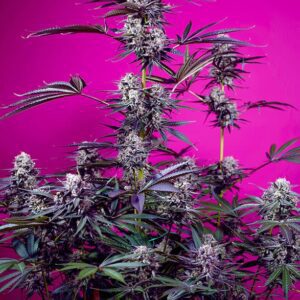 Studio 54 Stardust Auto Feminized Seeds
